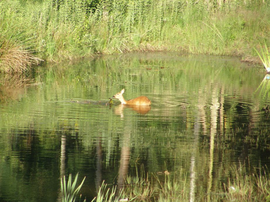 roe deer eating water lily