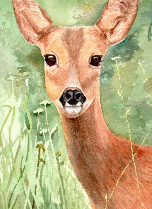 roedeer